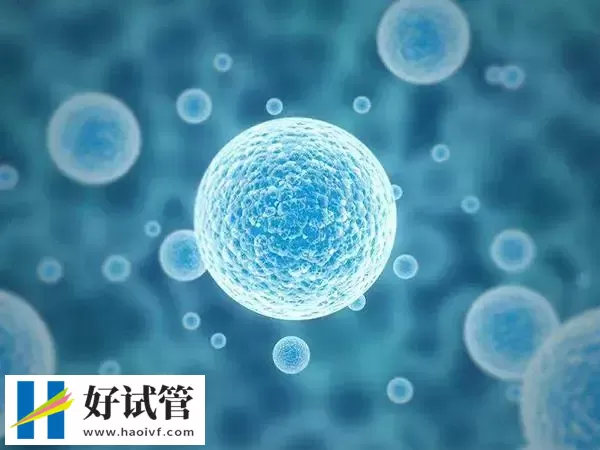 移植冻胚之前降调要注意些什么(图1) 移植冻胚之前降调要注意些什么(图1)