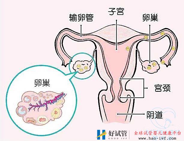 排卵障碍能做试管婴儿吗?成功率多少?(图1) 排卵障碍能做试管婴儿吗?成功率多少?(图1)