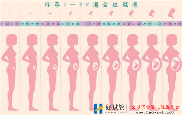 通过试管婴儿移植成功后多久会显肚子(图1) 通过试管婴儿移植成功后多久会显肚子(图1)