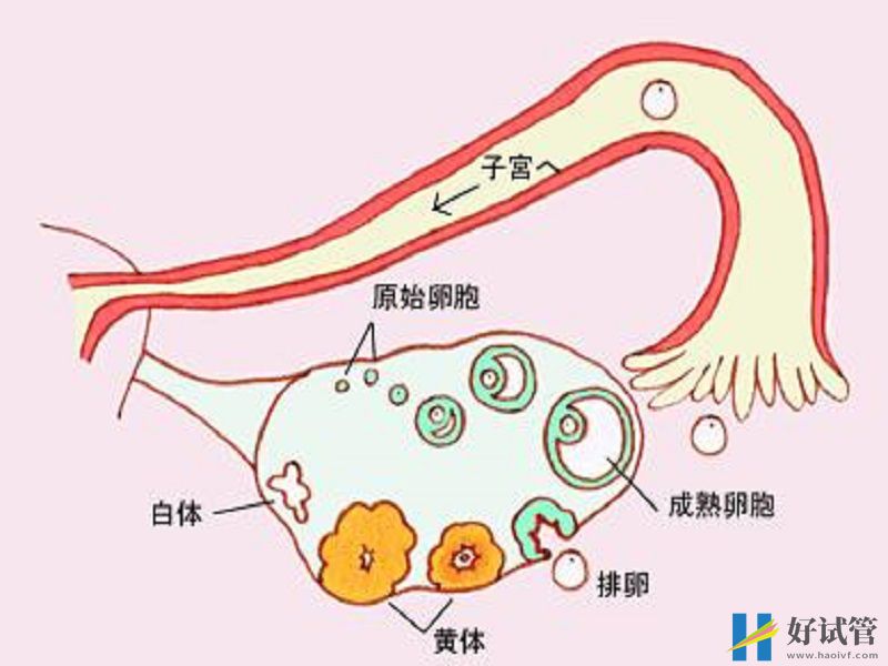 卵巢功能好坏检测怎么看?建议了解一下fsh、amh(图3) 判断卵巢功能的指标