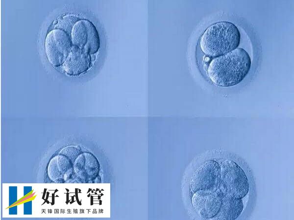4cc级别的囊胚是质量最差的胚胎吗?成功率有多少?(图1) 4cc囊胚也能移植成功